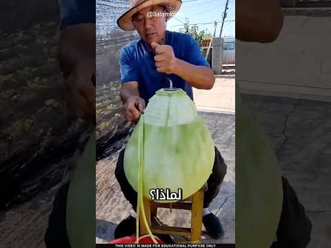 ما سر القرع الصيني