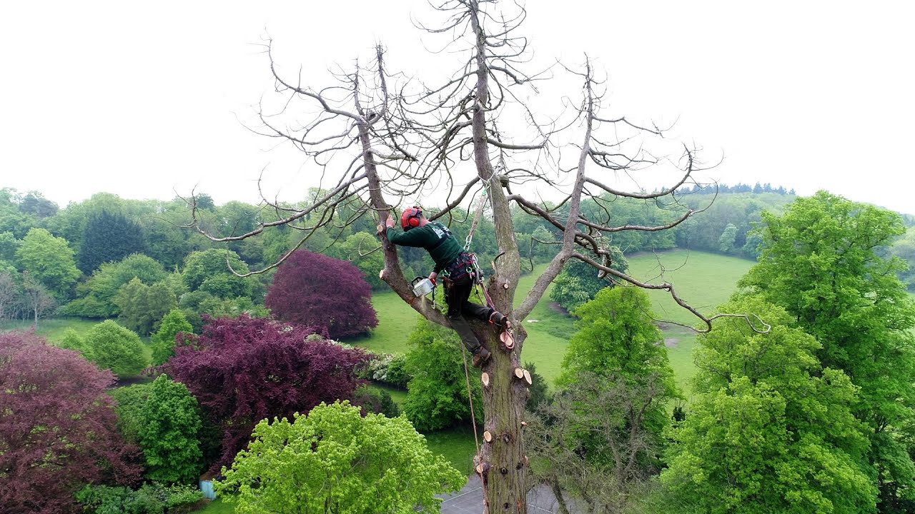 Wellingtonia Redwood Removal | ANB Tree Services | Professional Arborist Video
