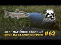 Русская рыбалка 4 #62 - 20 кг Матчевое удилище. Амур на Старом Остроге