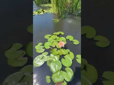 Water Lily Tour