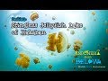 Stingless jellyfish lake of kakaban island 4k  indonesia from below s01e03  sztv