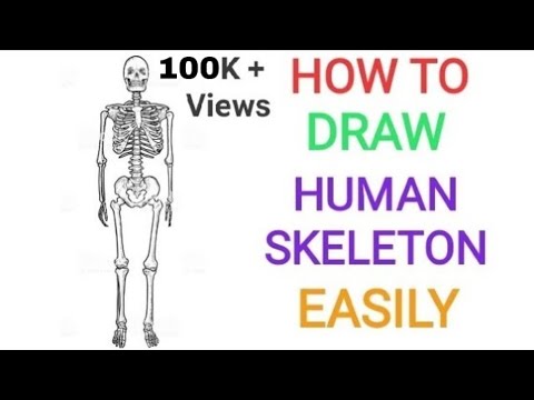 Gray human skeletal system art, Rhode Island School of Design Anatomy Human  skeleton Drawing, Gray sketch skeleton, simple, hand png | PNGEgg