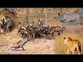OMG: What Happen For Dramatic Encounter Between Most Dramatic Animals | Tiger, Lion, Leopard
