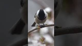Beautiful Animal Nature Video - Black-Capped Chickadee Bird | #Shorts.