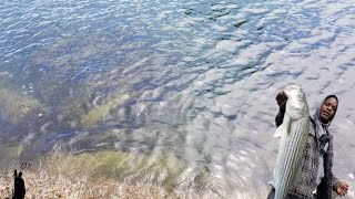 Targeting Halibut,  but catching Striped bass.  Sf bay