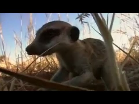 Meerkat baby bitten by venomous snake - BBC wildlife