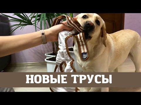 Трусы для собаки, где купить