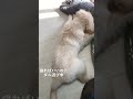 自分の体がよくわかってない子犬