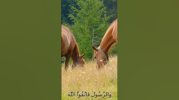 سورة الأنفال و..كا..نك تسمعها لأو.ل مر.ة🌺،؛💗💓..💙💖💮💟بصوت الشيخ حمزة مد،بوح💕،.🏵️🌷؛؛🌻؛،❤️🏵️💛