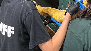 Giving a reticulated python a shot