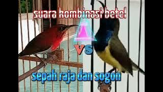 suara kombinasi duo kolibri sepah raja vs sogon