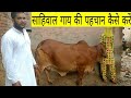 साहिवाल गाय की पहचान कैसे करें pure sahiwal cow ki pahchan