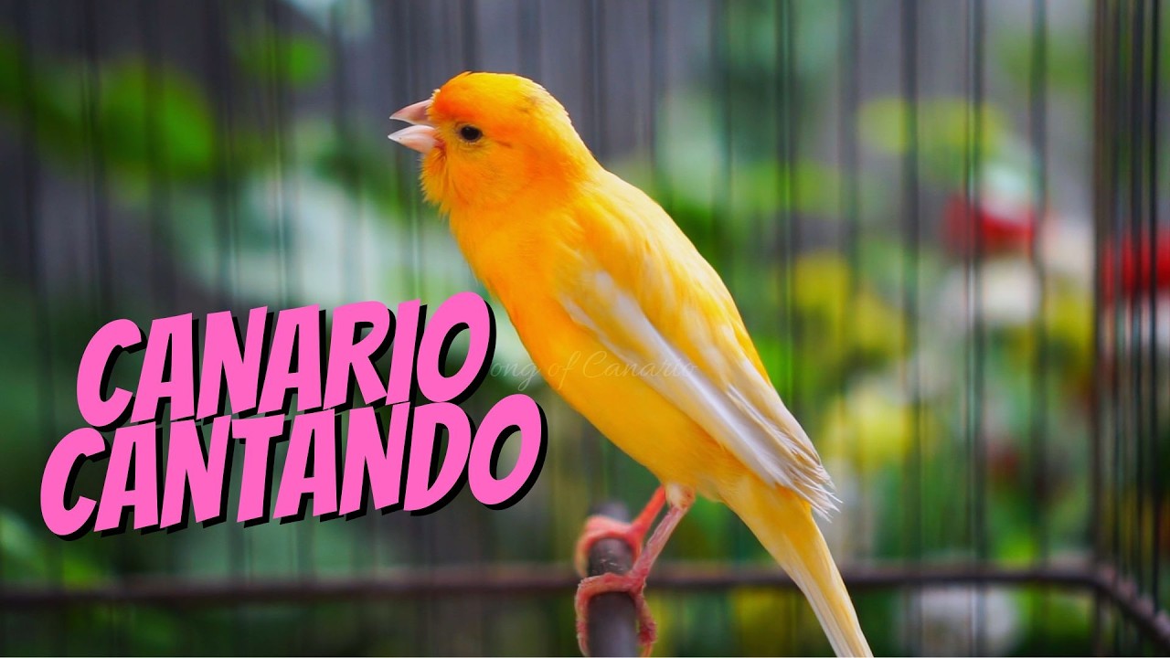 Canário Cantando Muito, 2/3 Hora de Canto para Estimular seu Pássaroe Foco em Relaxamento e Natureza