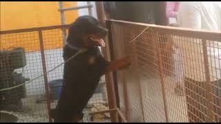 Our 24/7 Security Guard on Alam Goat Farm Lucknow