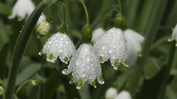 قرآن كريم بصوت رعد الكردي  حالات واتس اب