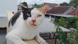 20211222 Kucing Kampoeng  Calico Cat