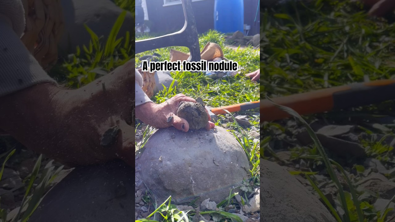 #FOSSIL