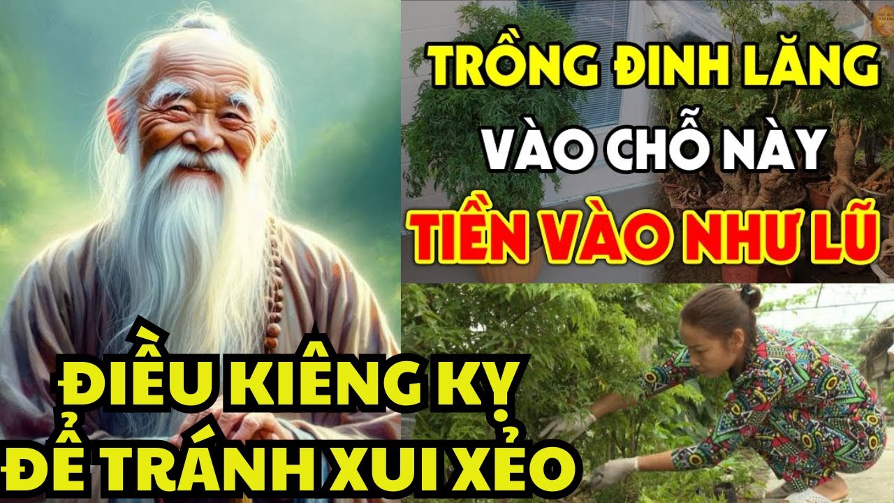 Trồng Cây Đinh Lăng Trước Nhà: Lời Dặn Tổ Tiên Để Rước Lộc Hay Rước Họa?Phong Thủy Thay Đổi Vận Mệnh