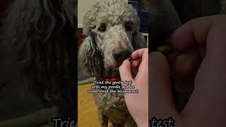 He Was So Patient  #cute #dog #poodle #bruno #funny #shorts #viral #trending #new #2024 #asmr #test