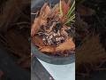 Anthuriyam potting mix for organic compost  #anthuriyam #organiccompost #garden #shorts #ytshorts