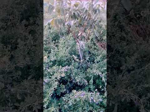 باغ باغچه درخت گردو درخت  زراعت باغ روستا