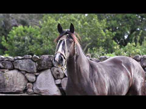 Lote 34 - Que Paloma da Matarazzo