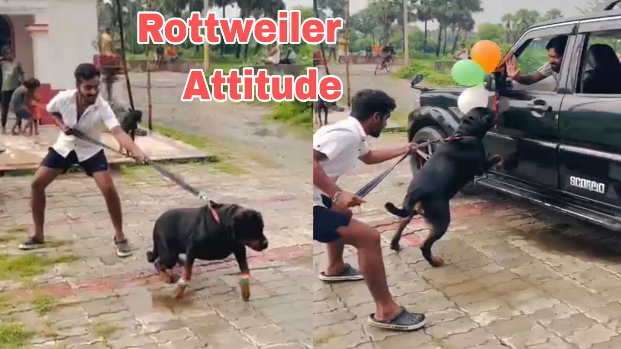 What Happened 😱 #rottweiler #trending #ytshorts #live