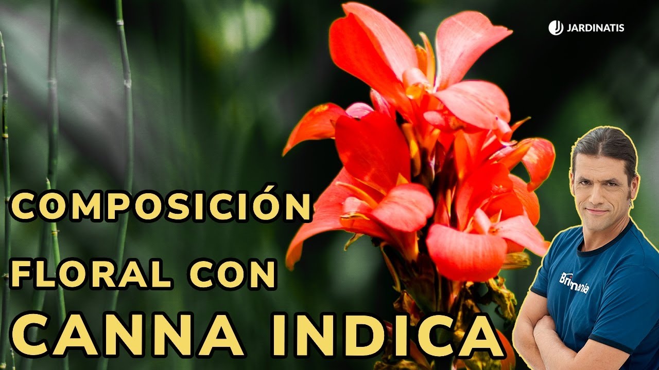 Canna Indica, una planta vivaz perfecta para numerosas composiciones // Jardinatis