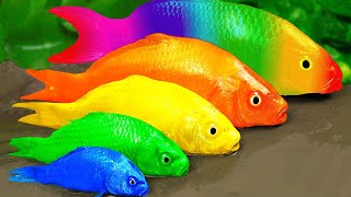 Catch Freshwater Fish In Giant Colorful Eggs,개구리, 구피, 잉어, 무지개 장어, 메기 Stop Asmr