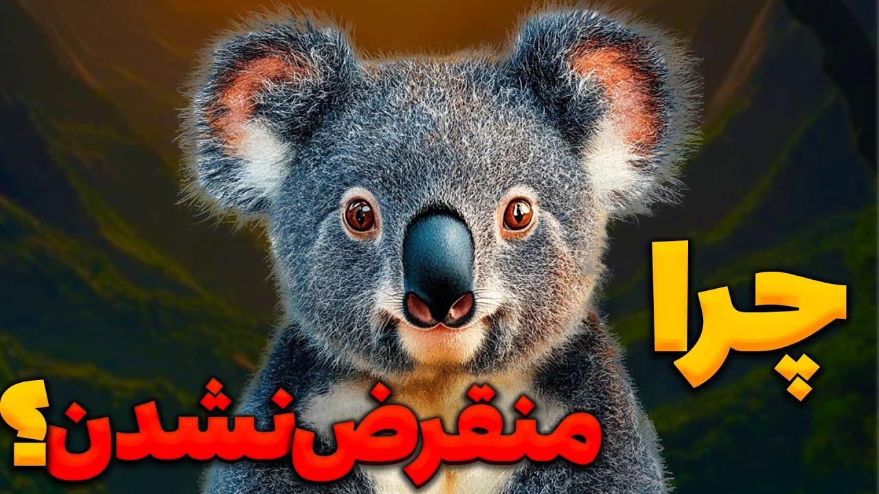 چگونه کوالاها بدون قدرت و سرعت در برابر خطرات زنده مانده‌اند؟