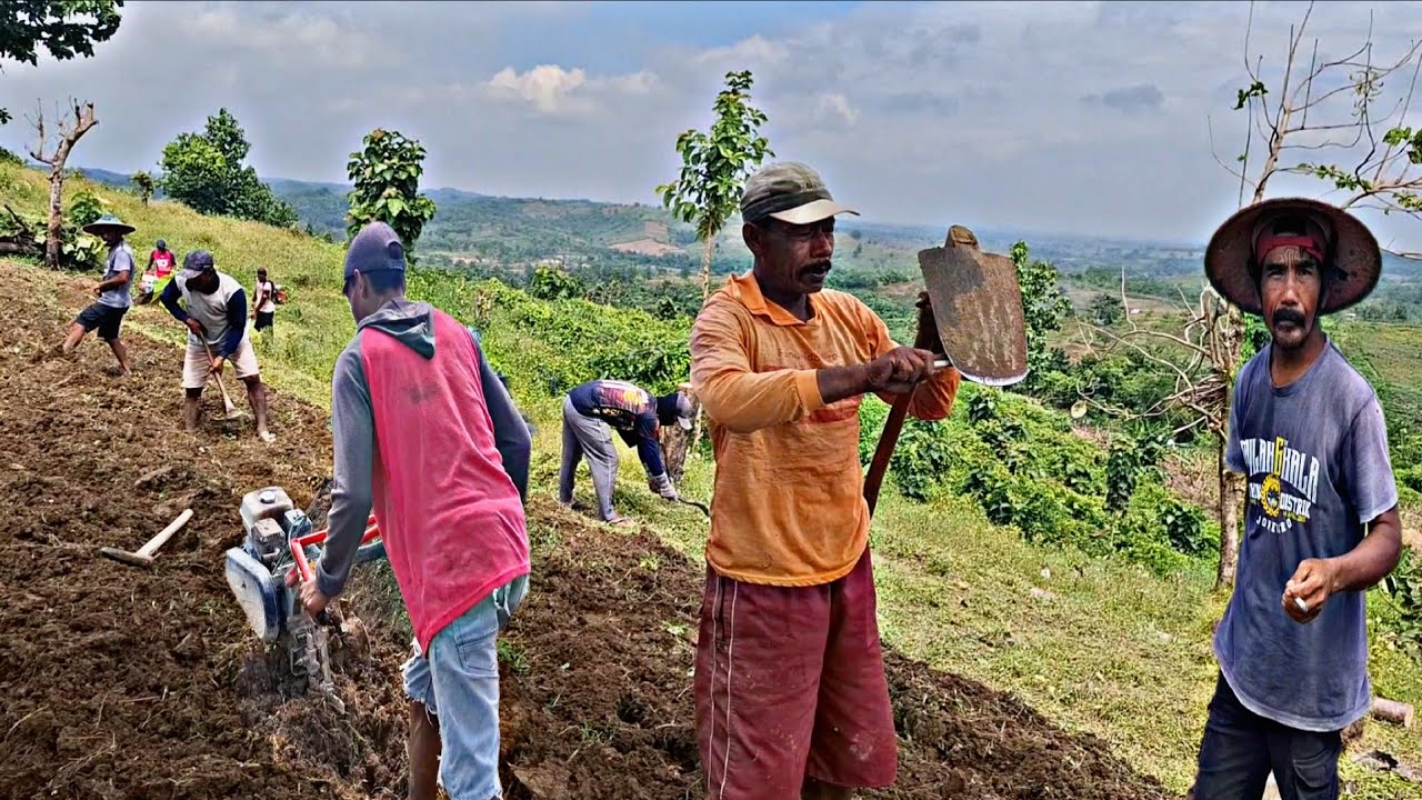 Kok Bisa Yaa🤔‼️Tanah Miring Dataran Tinggi Di Hutan,Nekat Tanam Bawah Merah,Keuletan Petani Jawa 