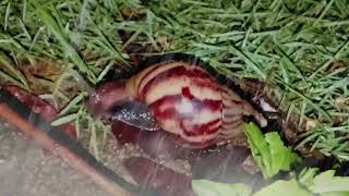 Macro World: The Beautiful Night Life of Garden Snails