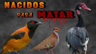 NACIDOS PARA MATAR 🐦☠️| Las AVES Más VENENOSAS del Mundo 😨