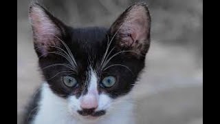 So Cute Cats Best Funny Cat Videos