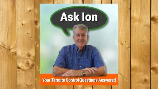 How To Kill Termites In Trees - Nasutes Termites
