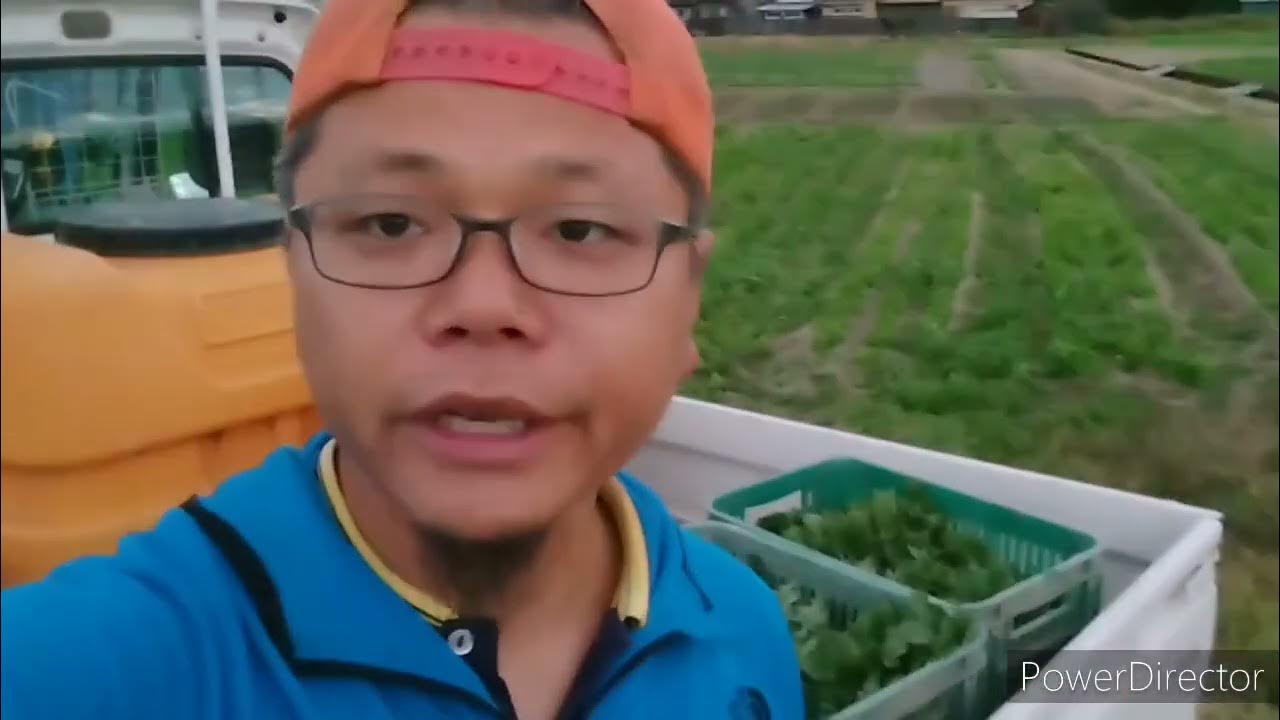 新規就農3年目 収穫 マンガン欠乏症の現状 一ヶ月雨が降ってないなあ… YouTube