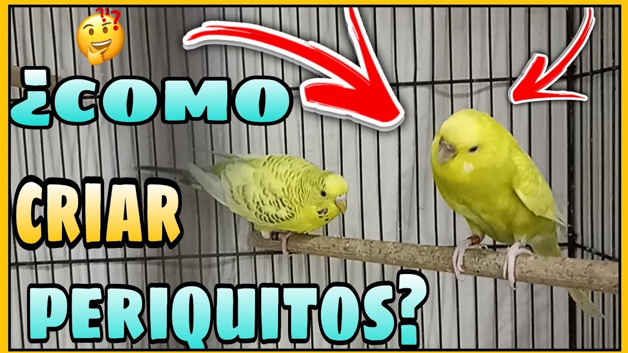 ¿COMO CRIAR PERIQUITOS? | QUIERO EMPEZAR A CRIAR PERIQUITOS | ¿COMO