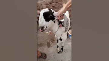 Bakra Ki Khansi Ka Ilaj Viral Youtubeshorts 