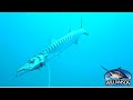 Williamson Speed Pro amazing trolling lure for Barracuda, Bonito, underwater footage