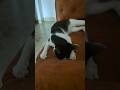 athu njn kayich😅#cats #cat #comedy #funny #youtubeshorts #shorts #viral #trending #reels #love #fun