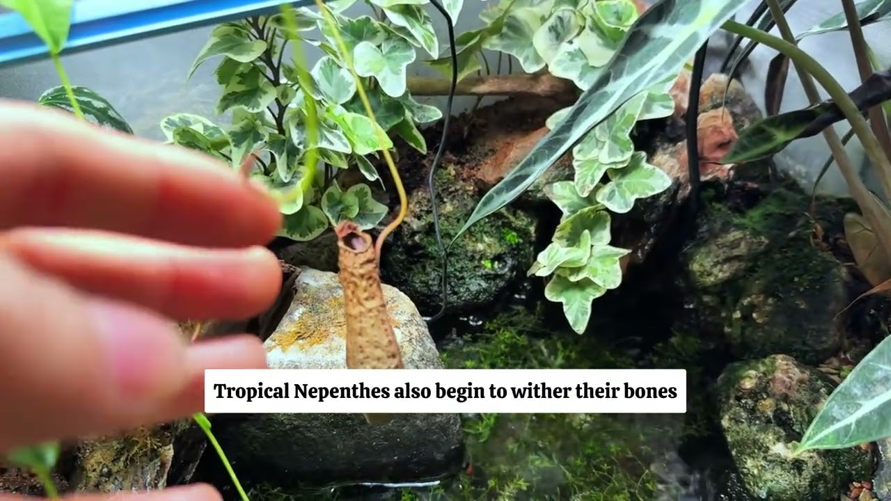 Episode 7 | Natural Ecosystem Care for Razorback Musk Turtle (Long-Term Stability)