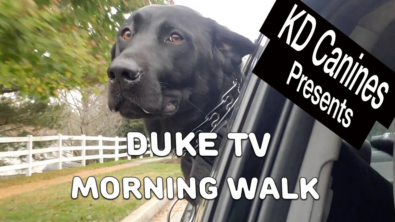 TV for Dogs! How to calm my dog. Duke TV! Duke's Morning Walk 1031