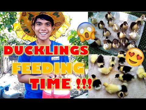 Video: Paano Pakainin Ang Indo-duck