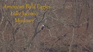 American Bald Eagles at Lake Jacomo, Missouri by Dennis Schuller jr 206 views 3 months ago 5 minutes, 51 seconds
