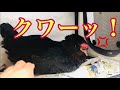 かなちゃん反抗期！？１歳２ヶ月アローカナ鶏のかなちゃんに威嚇された