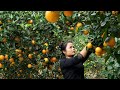 Harvest 30 kg of oranges to make cakes and jam using a traditional recipe.