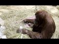 Did You Know: Orangutans Build Nests!