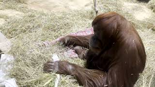 Did You Know: Orangutans Build Nests!