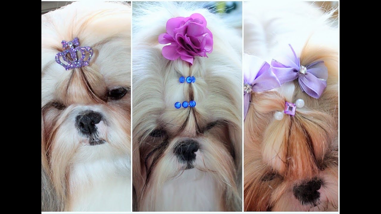 Três penteados para shih tzu ( retorno do vídeo ) - thptnganamst.edu.vn