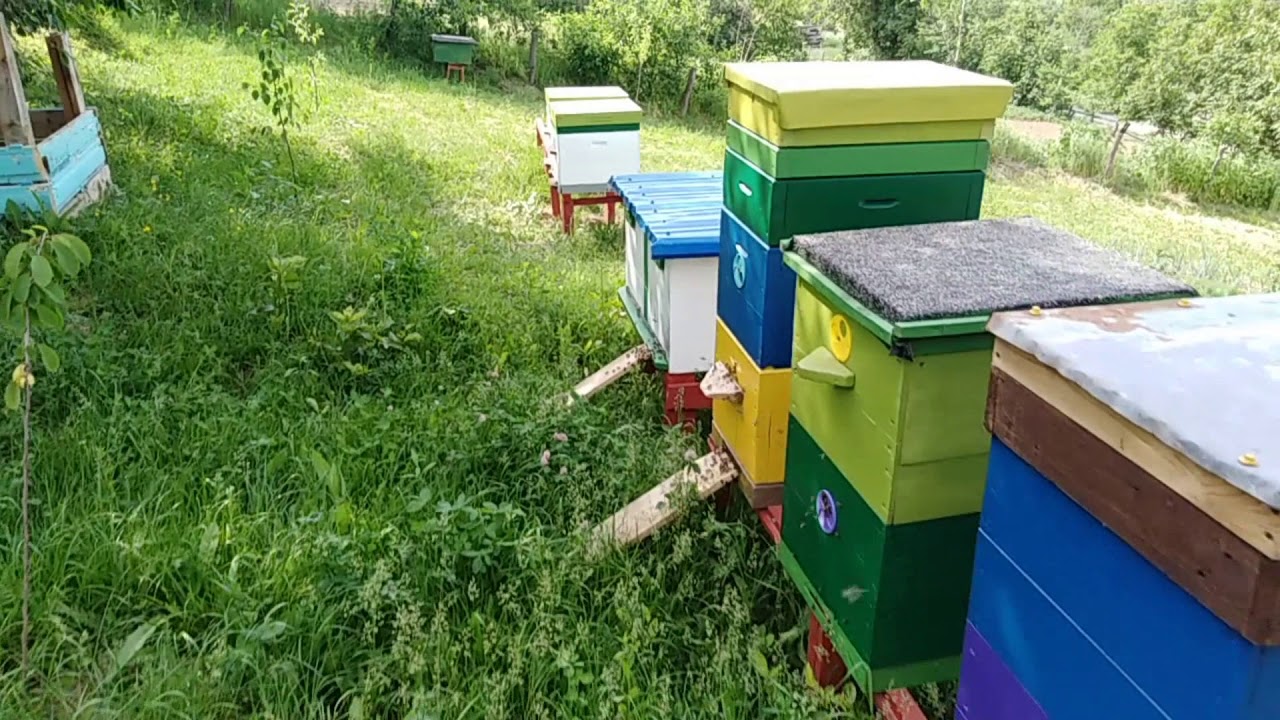 Грант на пасеку